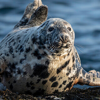 Farne Islands - Grey seal